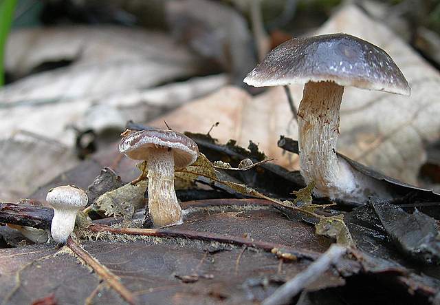 le  Specie  invernali  del  Leimental